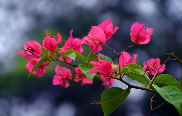 农历9月29日霜降后,养什么花?以下3种花,吉祥如意招财进宝