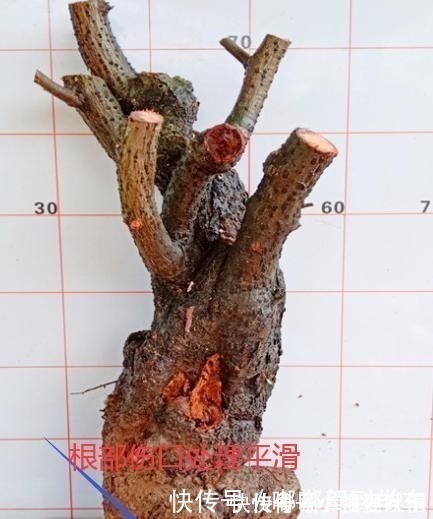 满山都是“羊奶果”,不能错过的盆景树种,做成盆景别具一格!