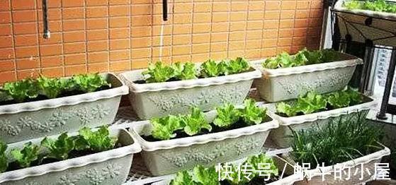 蔬菜|阳台种菜的技巧，看我家阳台的菜，都不用去菜市场了