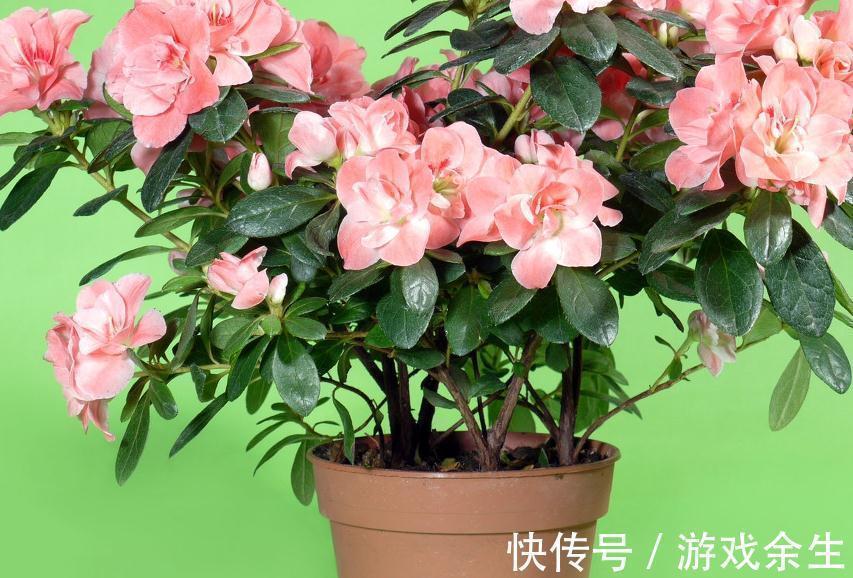 养花就这么简单,种过一两盆花就知道了,只要记住几个字