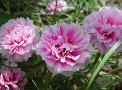 4种花是开花能手，不用管也能繁花似锦，花色美轮美奂