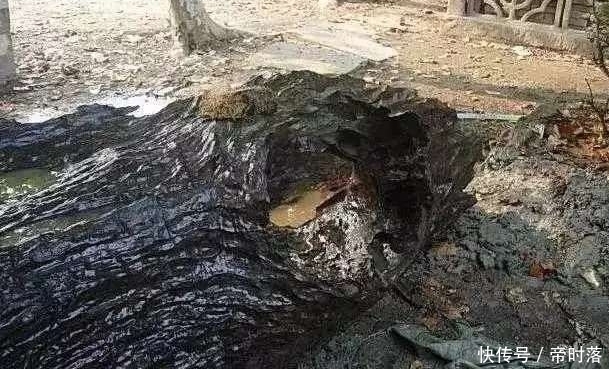 农妇挖出百斤天价乌木竟不知情, 却拿来晾