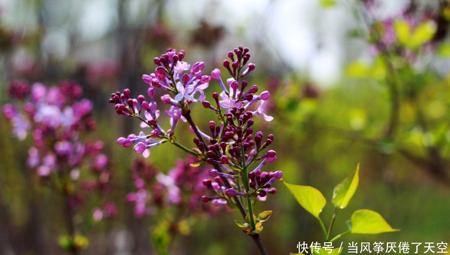  凤凰树|属于夏天的凤凰树