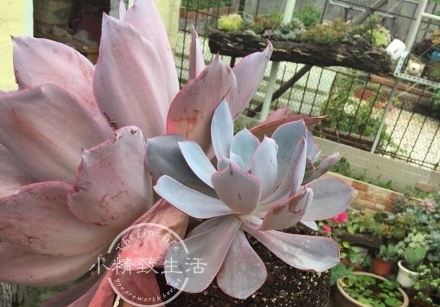 他用水缸养多肉，2年养出巨无霸晚霞，肉友头一次见