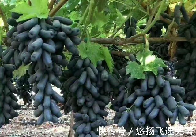 水果|家里有院子的,此树要种2棵,好吃又好看,关键营养价值高!