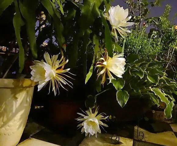 根系生长|6种花爱“喝酒吃醋”,半月来1勺,叶片浓绿滴油,狂开花!