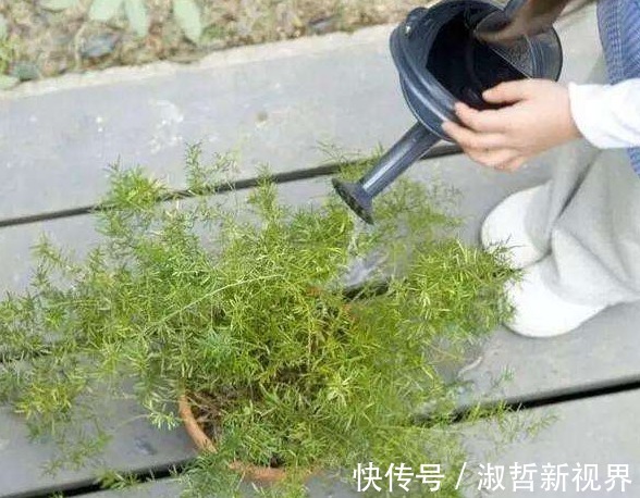 养花|浇花看似简单,其实有很多讲究,学会4点后,植物再也不烂根了