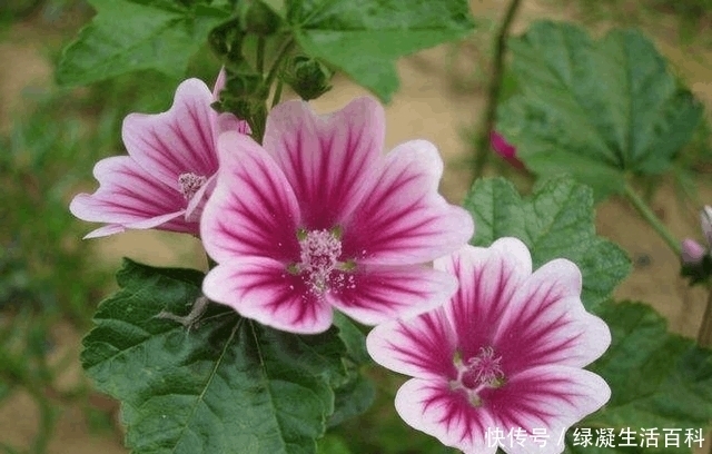 锦葵|如此美丽动人的锦葵,需要这料做护花使者