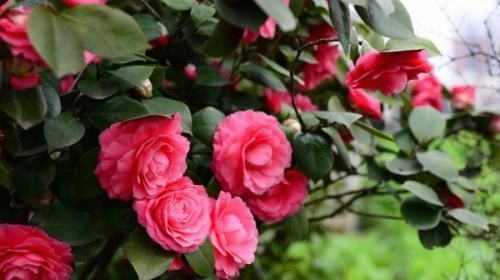 家里不要养3种花,虽然漂亮,但并不适合