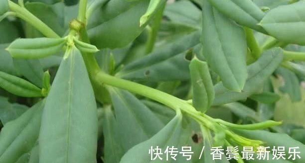 农村|农村常见的“土人参”,想吃多少摘多少,外面一斤40元比肉还贵!