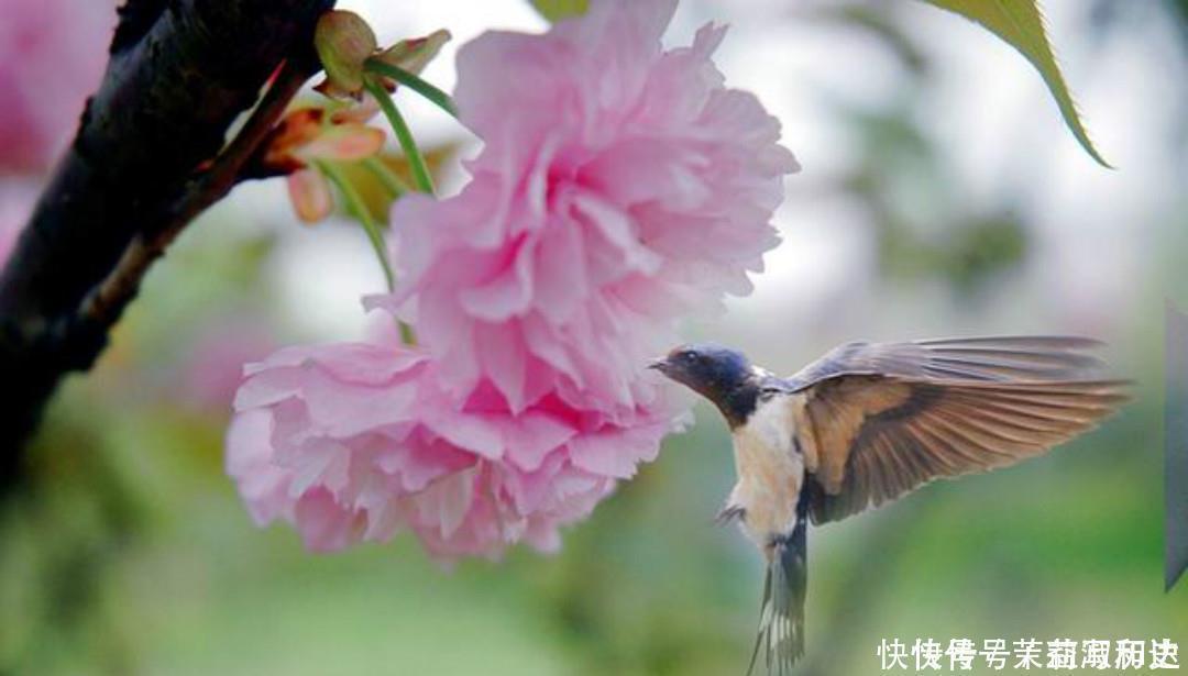 惊艳|暮春时节落花纷纷,周敦颐写下一首诗,短短的几句美得令人惊艳!
