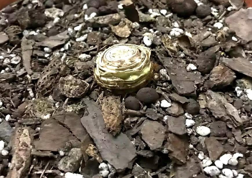 君子兰夏天容易烂根赶紧砍一刀,栽土里还能重新长!