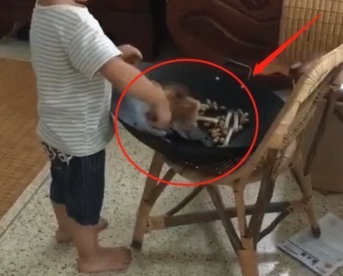 小动物|妈妈给宝宝买了只小鸡,上完厕所回来,孩子的行为让妈妈无法淡定