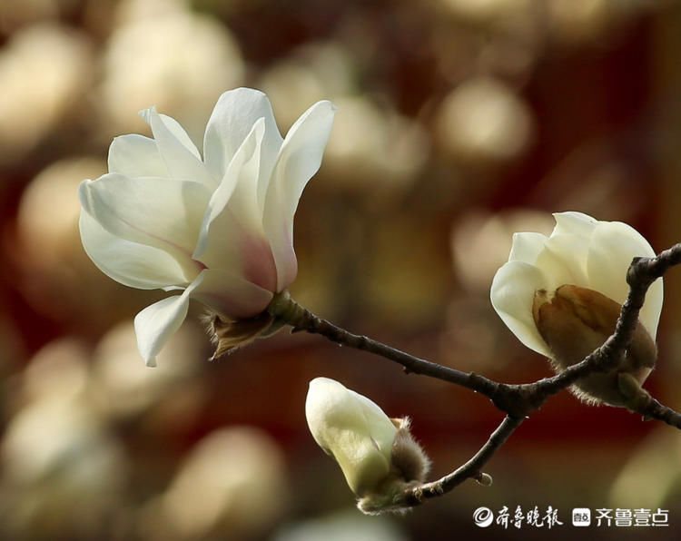 赏花时间到！看，济南趵突泉白玉兰花莹洁清丽优雅绽放啦|情报站| 中年