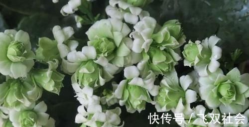 花色|最罕见的花卉，花色新奇，好养易活，是一款爆盆神器，值得拥有