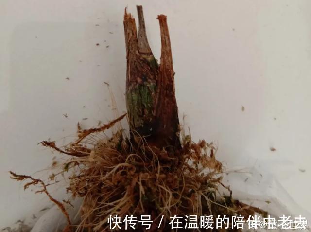 养花技巧公认难养的3种花,高手用经验告诉你,怎样快速开花