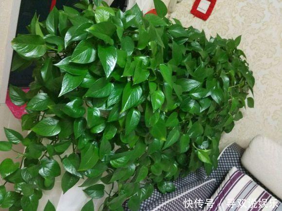 小东西|养花不会施肥2种“小东西”垫盆底,一年不用施肥,花卉蹭蹭长