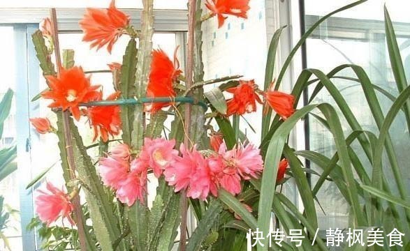 一棵“仙人掌”，叶子“软踏踏”，搭个铁丝架，开出一串“荷花”