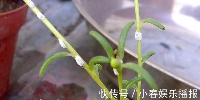 家里花草长了白粉虱怎么办不用喷药，3招就消灭光，花儿长得旺