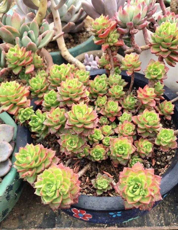 姐姐养了9年的多肉，没有买肥就用它，个个长成精！