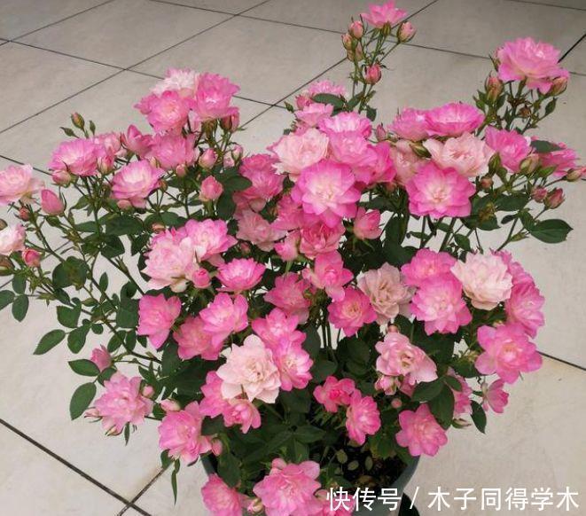 4种花卉花期长易爆盆，颜色丰富又艳丽，养在家里四季都赏花3