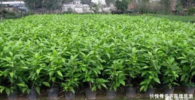 碰碰香|不管有钱没钱，家里养这十种植物，招财镇宅又养人