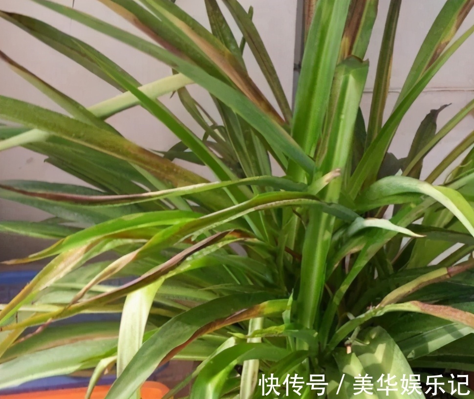 总结养花“十大问题”，只要学会，你就是养花大神