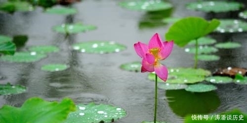 美容|打油诗 蛤蟆美容