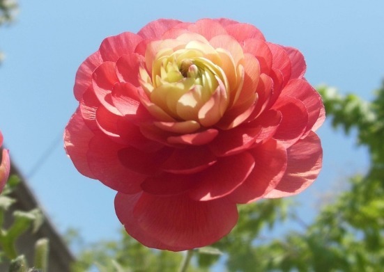 养花就养这3种,好养又便宜,花开一整年,样样不比牡丹、玫瑰差