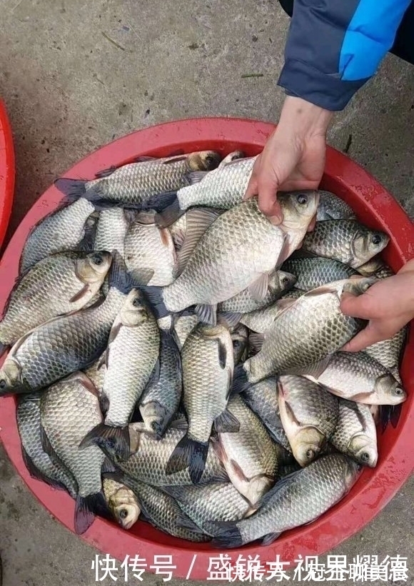 钩子|蚯蚓挂法优劣对比,根据鱼情做最优选择,渔获显著提升