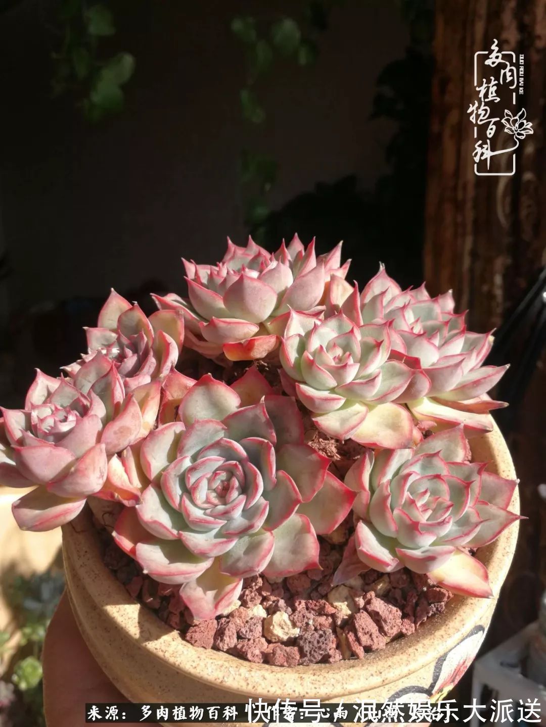 蚧壳虫|为肉痴狂!多肉植物也会用最美的容颜报答我们的勤劳付出!