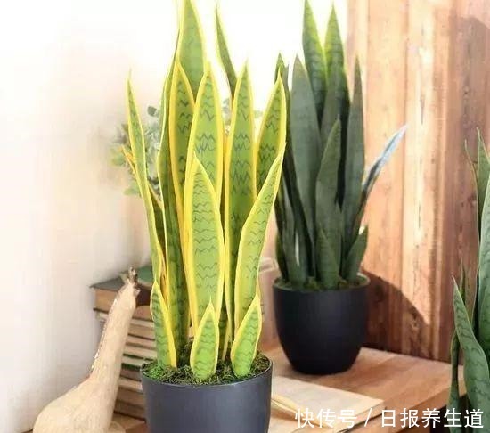 虎皮兰养成室内盆栽对人们的8大好处，你家里养了几盆！