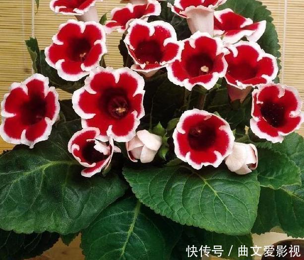 重瓣落雪泥，名好听、颜值高，适合家庭养花，谨记4点四季开花