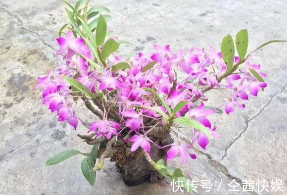 棕榈皮|门前石头上长了一丛草,朋友出1000元来买,开起花来真漂亮!