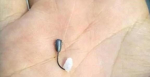 别看这东西便宜，却是鲫鱼最爱吃的饵料，它就在你身边