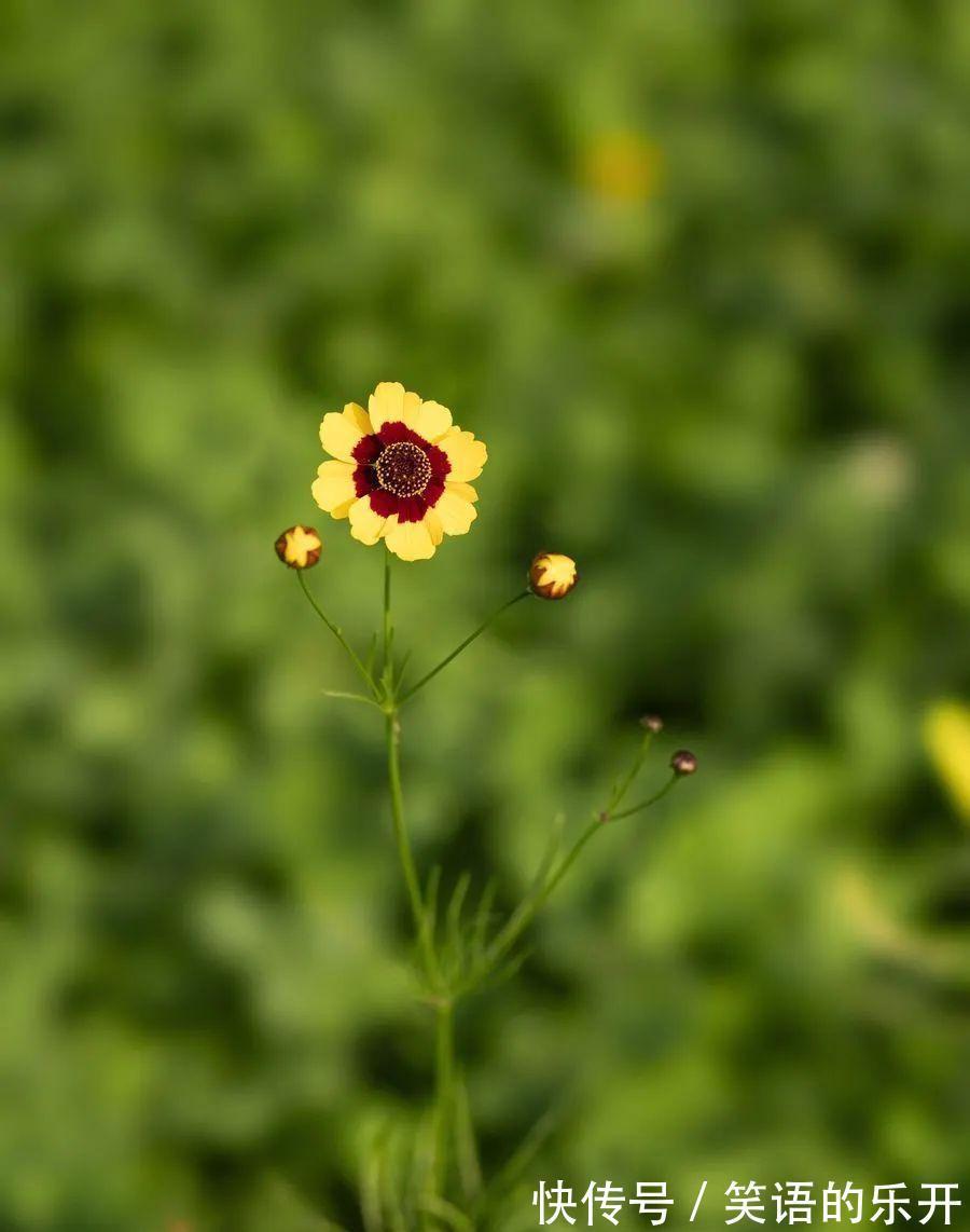 两色金鸡菊的红色斑块很有趣,咱们看到的是美,蜜蜂看到的是蜜!