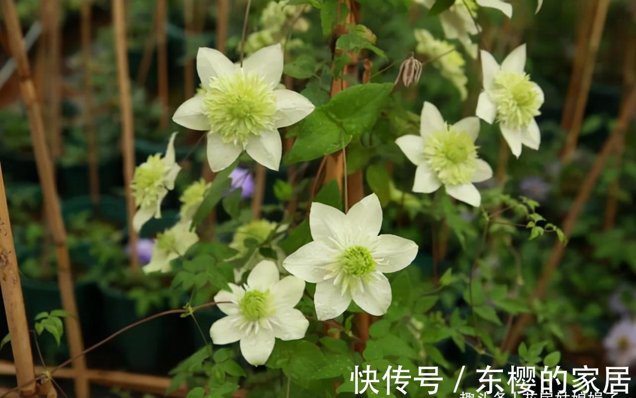 这4种花,适合在秋季进行扦插繁殖,快行动起来吧!