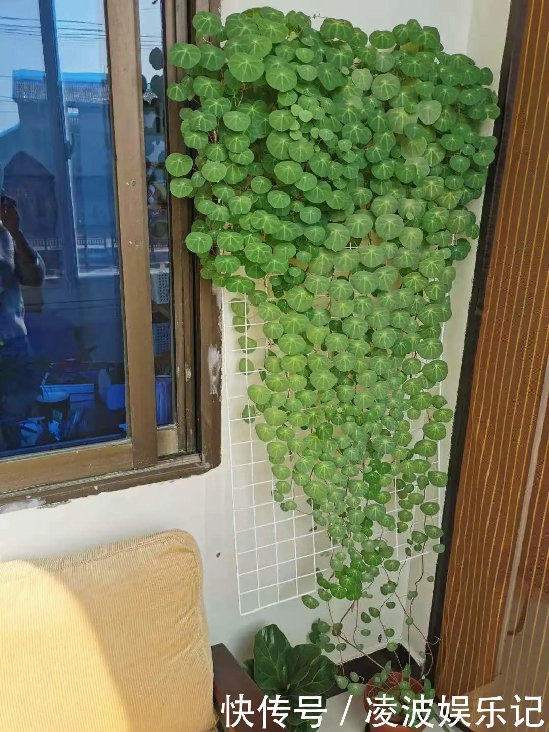 牡丹吊兰|懒人适合养什么花，浇水少，不挑土，它比人还懒！