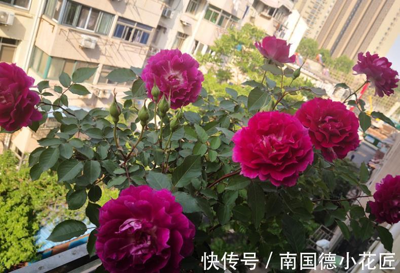 水溶性肥料|该怎么给月季施肥,需注意哪些地方?落实这4点事半功倍