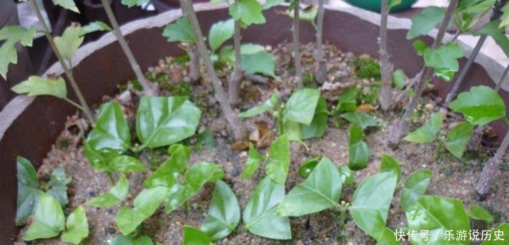 种花|这3种花,再“便宜”都不要买了,只要一根“枝”,1盆变10盆