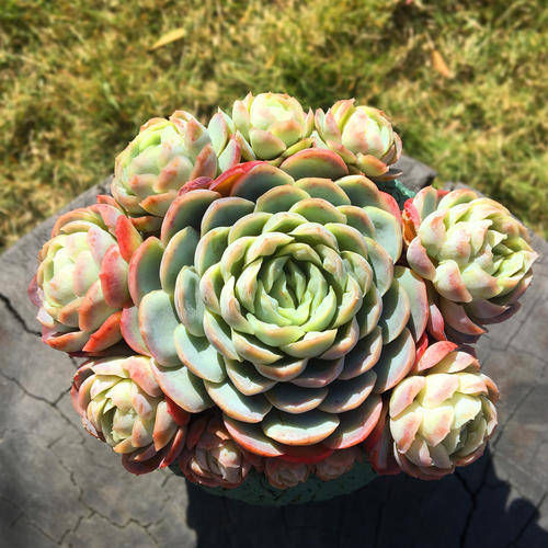 现在开始,养多肉植物给它浇一种水,一个月胖一圈