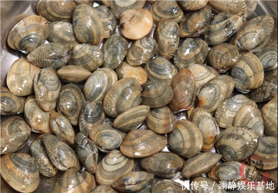 才知道,原来洗花甲不能只加盐,老渔民:教你一招,花蛤疯狂吐沙