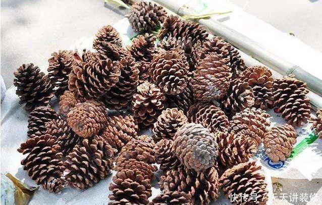 施肥|户外捡3种东西,养花肥沃、透气,1-2年不施肥,花卉轻松爆盆