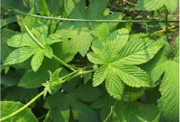 抗癌王|被埋没在农村的5种“抗癌王”，效果比蒲公英还要好100倍