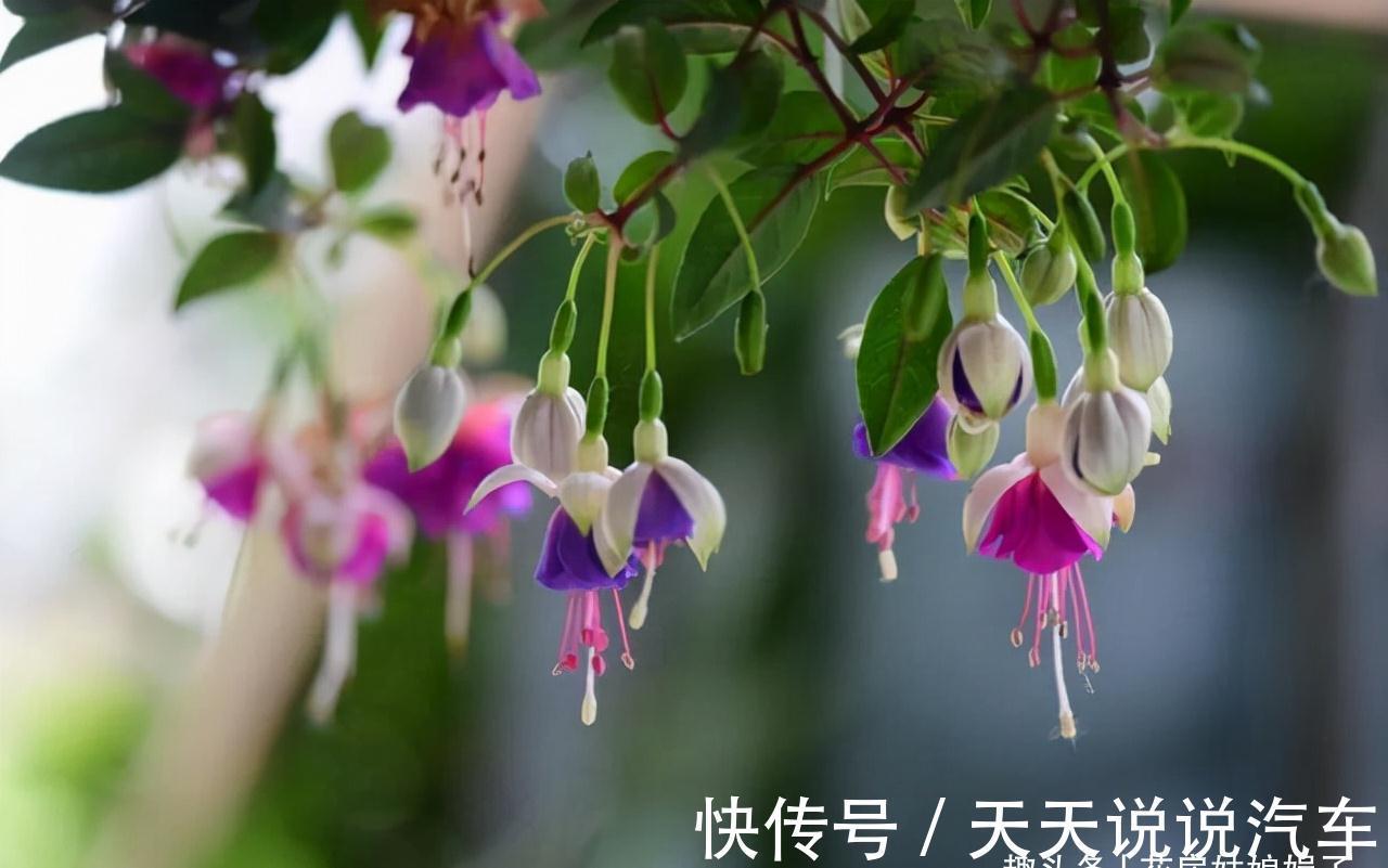 11种花不能被雨淋,就算秋冬季节也不行,再不往回搬,后悔就晚了