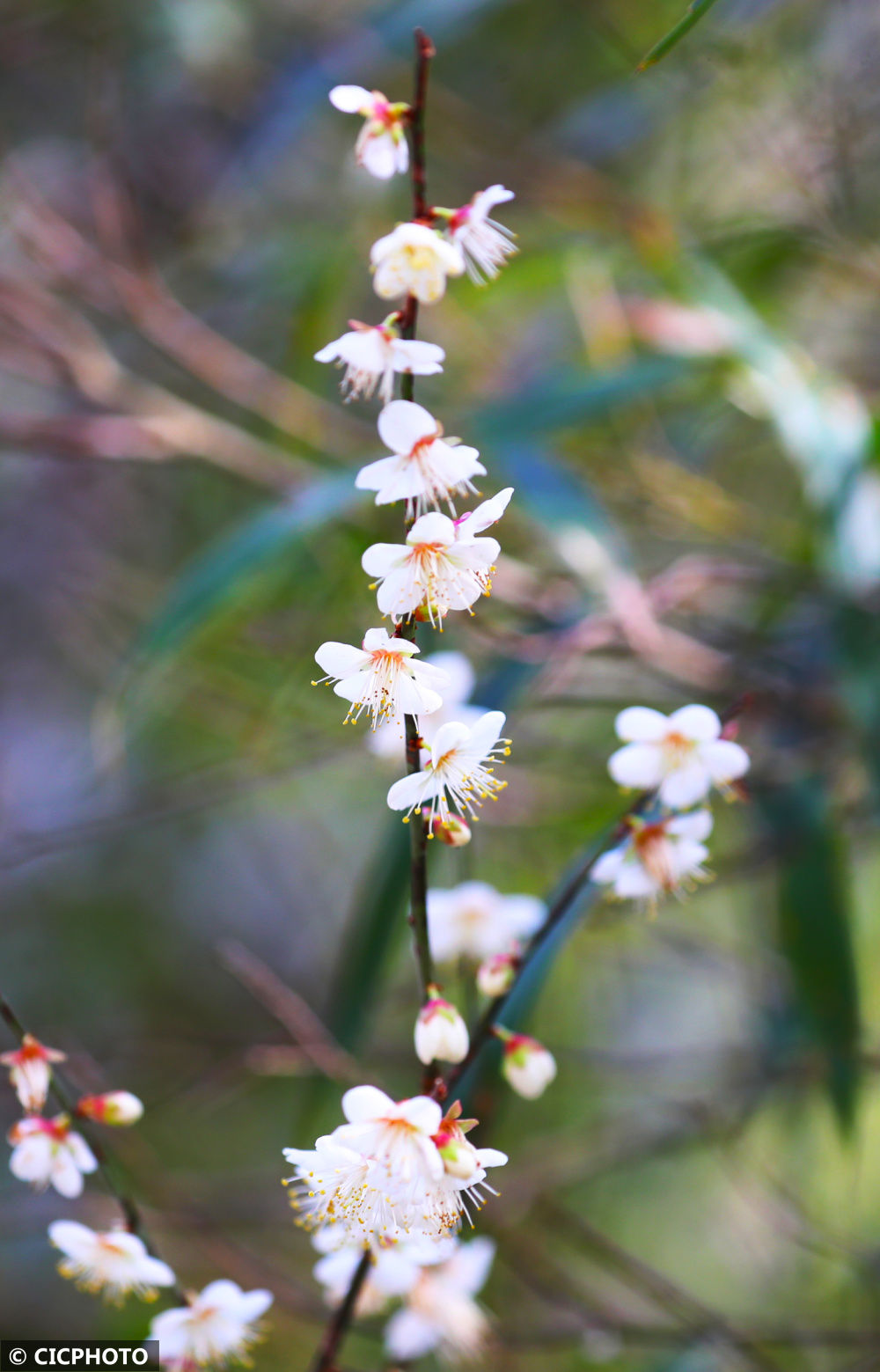 湖南省|野樱花烂漫大瑶山