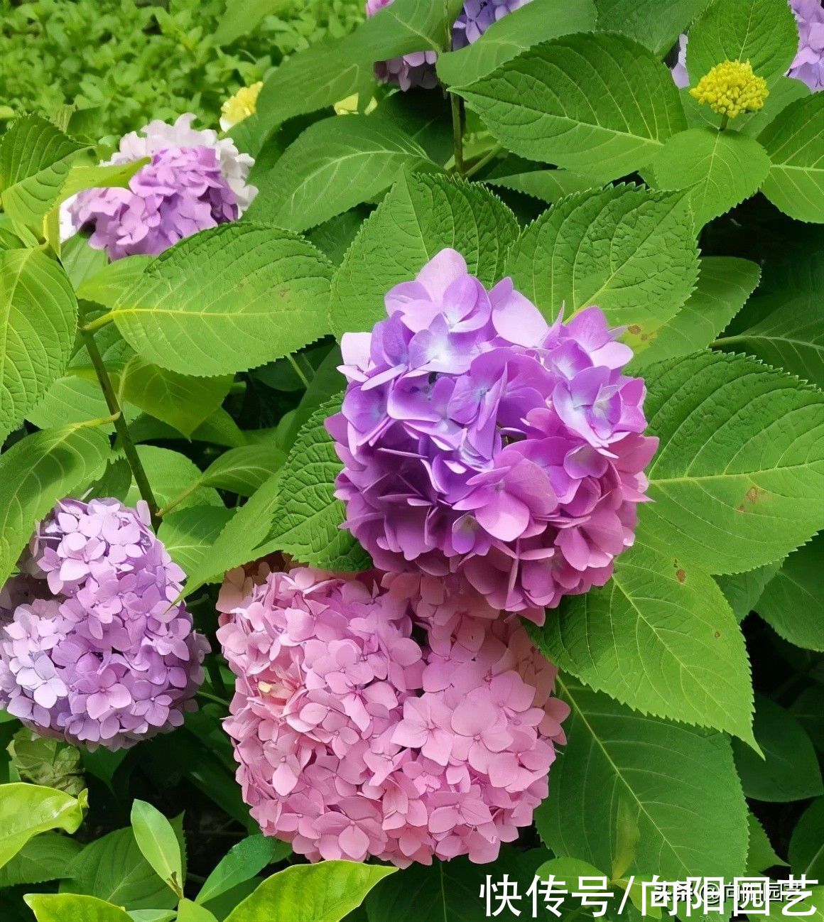 太阳光照|夏天养花，水不能少，把控好光照，小心晒蔫了，多浇水长势快