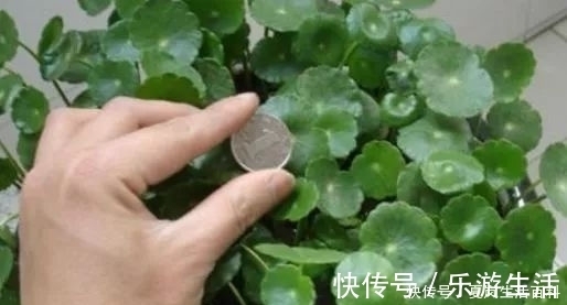 消炎|会“跳舞”的金钱草，一斤卖15元，可做盆栽观赏，还可入药消炎