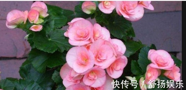 阳台养花,只要避免这些问题,花养出来旺盛,开花多,要收好