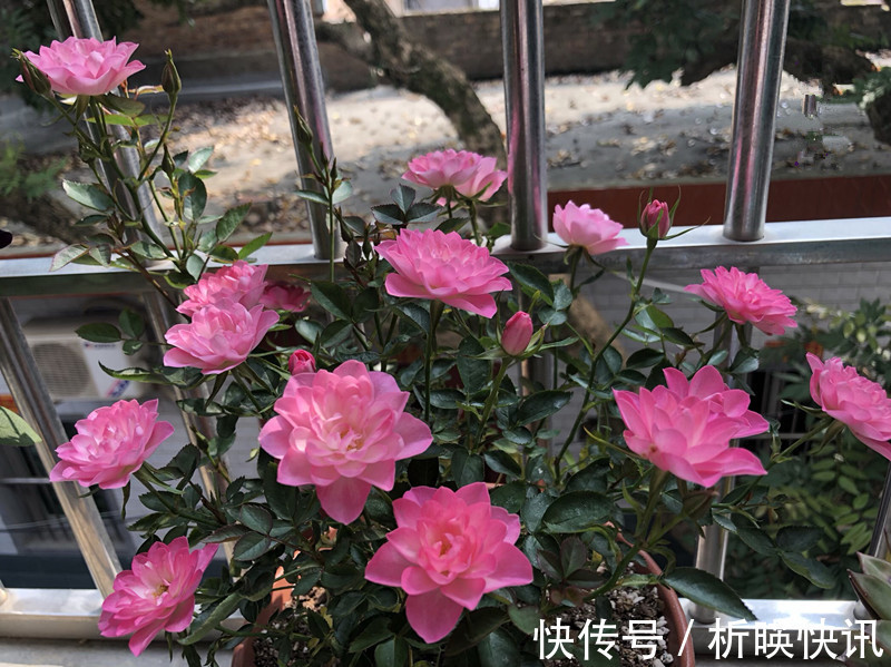 肥料|此花号称“开花机器”，居家盆栽牢记4点，开花繁殖能力特强